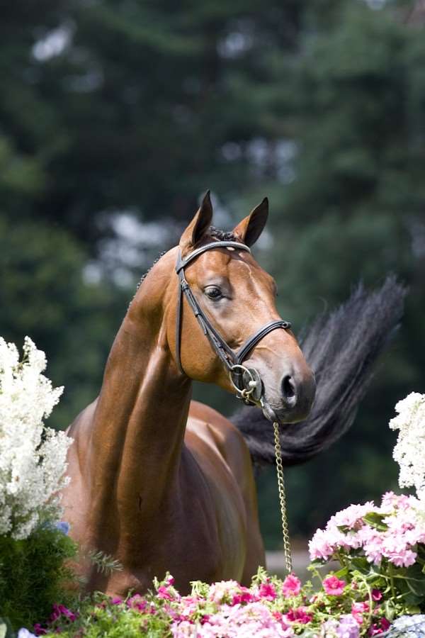 Canturano Stallion
